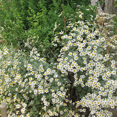 Chamomile