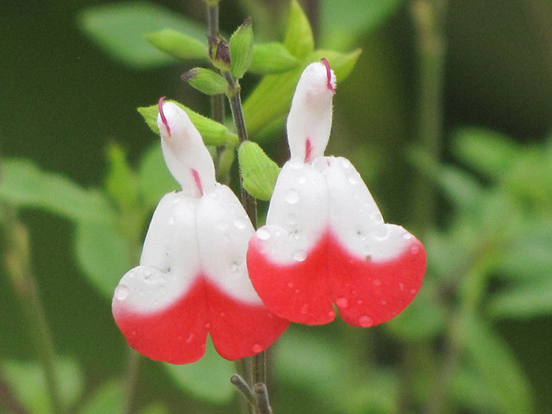 Salvia greggii 'Hot Lips'