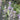 Provence Lavender