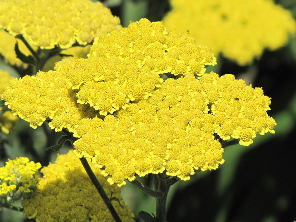 Moonshine Yarrow