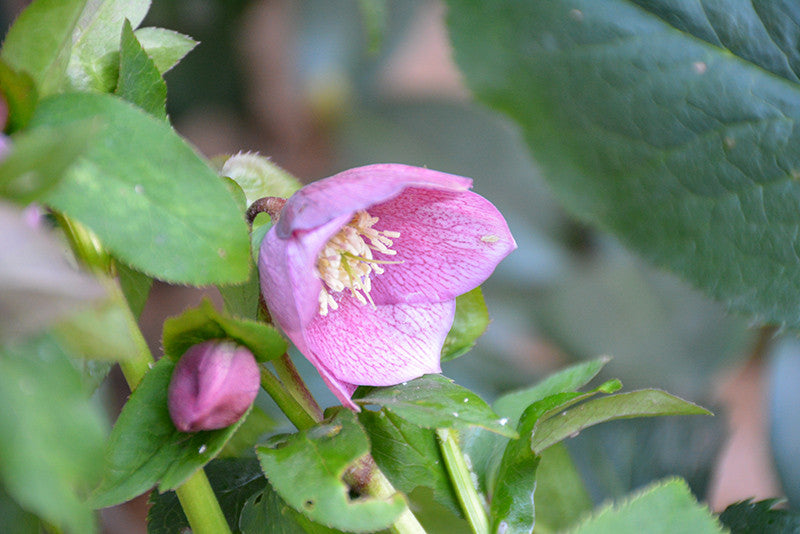 Oriental Hellebore