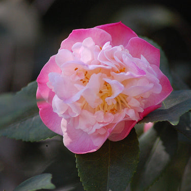 High Fragrance Camellia