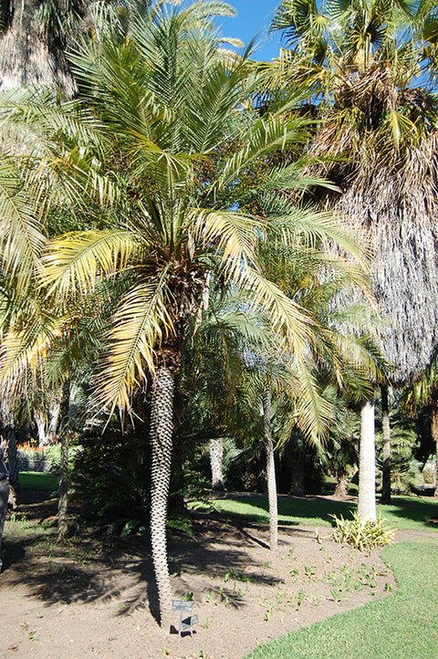 Palm Pygmy date
