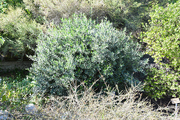 Little Ollie® Dwarf Olive
