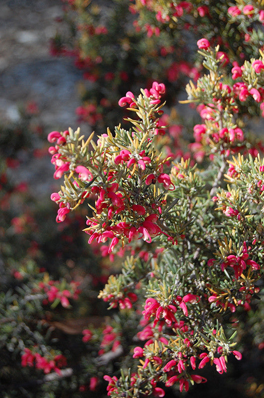 Penola Lavender Grevillea