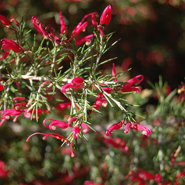 Penola Lavender Grevillea