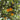Valencia Orange Tree Form