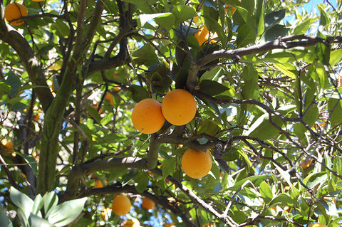 Valencia Orange Tree Form