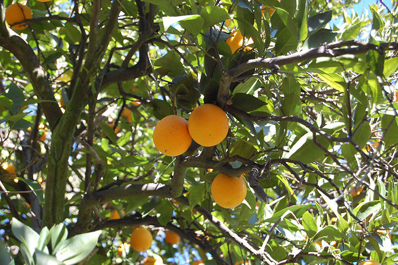 Valencia Orange Semi Dwarf