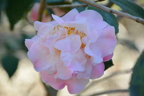 High Fragrance Camellia