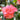 Cleopatra Camellia