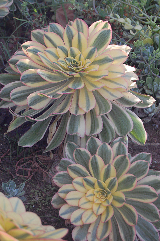 Sunburst Aeonium - Thumbnail 2