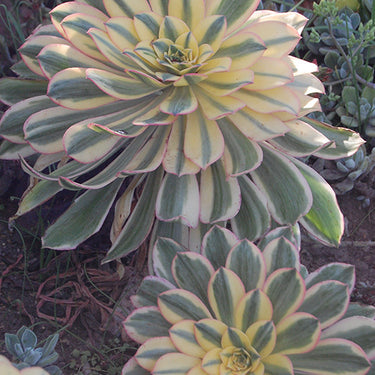 Sunburst Aeonium