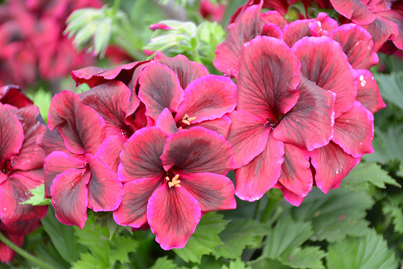 Elegance Burgundy Geranium