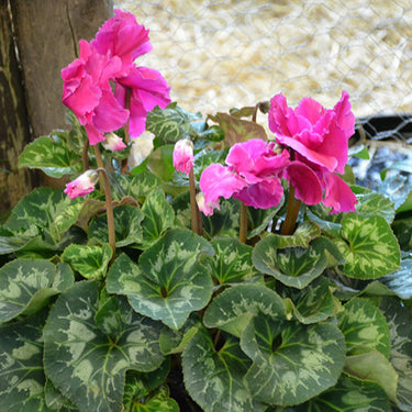 Halios Curly Deep Rose Cyclamen
