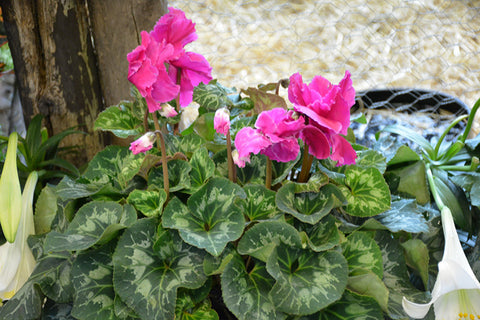 Halios Curly Deep Rose Cyclamen