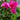Halios Curly Deep Rose Cyclamen