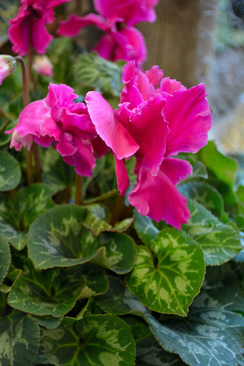 Halios Curly Deep Rose Cyclamen