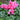 Halios Curly Magenta Flame Cyclamen