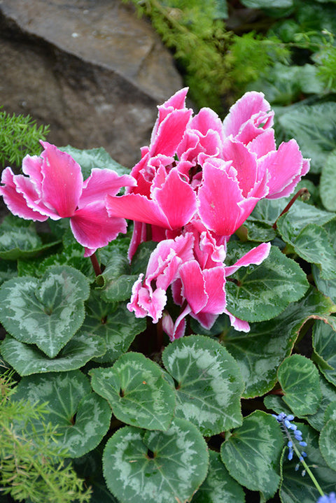 Halios Curly Magenta Flame Cyclamen