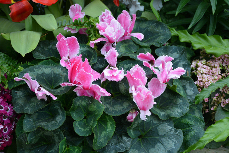 Halios Curly Salmon Rose & Flame Cyclamen – Armstrong Garden Centers