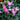 Halios Curly Salmon Rose & Flame Cyclamen