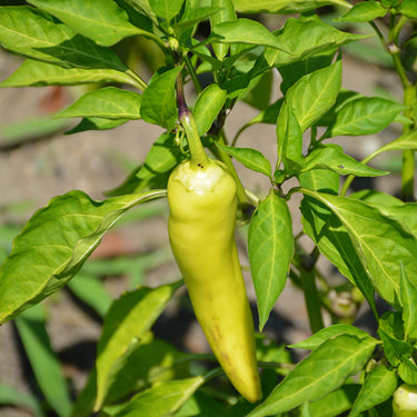 Hungarian Hot Wax Pepper