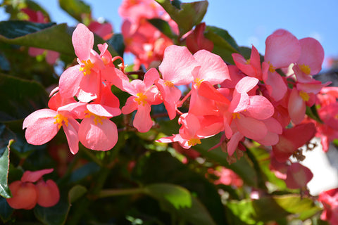 Dragon Wing Pink Begonia