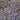 Lavender Alyssum