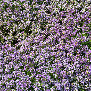 Lavender Alyssum