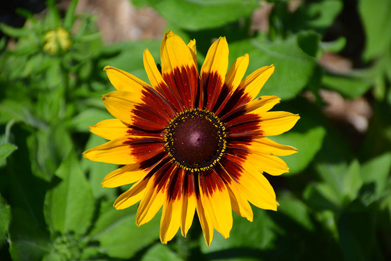 Denver Daisy Coneflower - Thumbnail 2