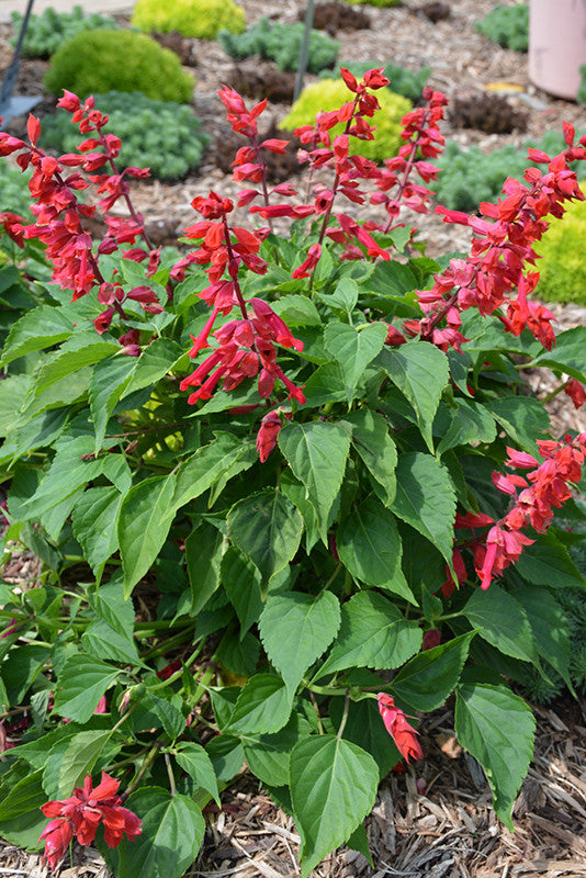 Saucy Red Salvia - Thumbnail 2