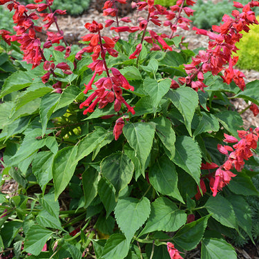 Saucy Red Salvia