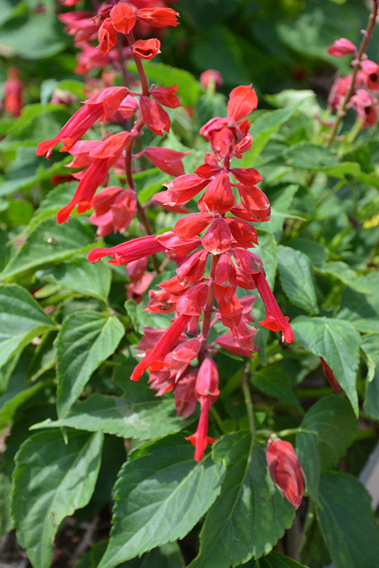 Saucy Red Salvia
