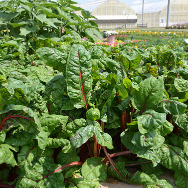 Ruby Red Swiss Chard