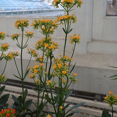 Kalanchoe