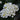 White Kalanchoe