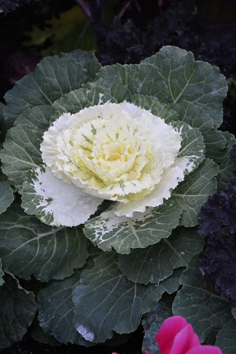 Cabbage Osaka Wavy White