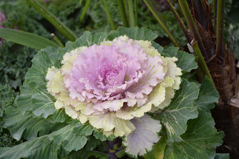 Cabbage Osaka Wavy Pink