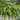 Boston Fern