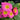 Supernova Pink Primrose