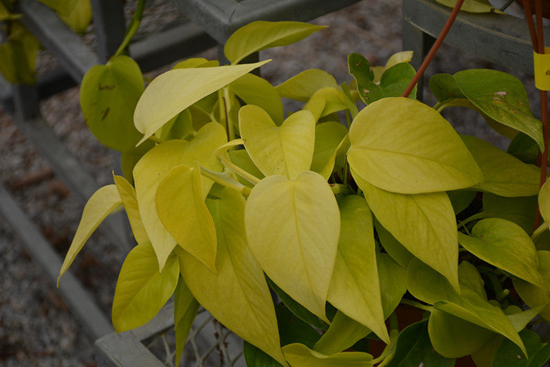 Neon Pothos - Thumbnail 2