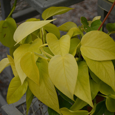 Neon Pothos