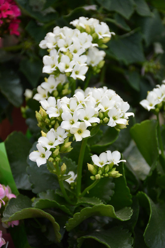 White Kalanchoe - Thumbnail 2