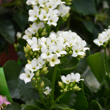 White Kalanchoe
