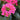 Kalanchoe Blossfeldiana - 4 inch