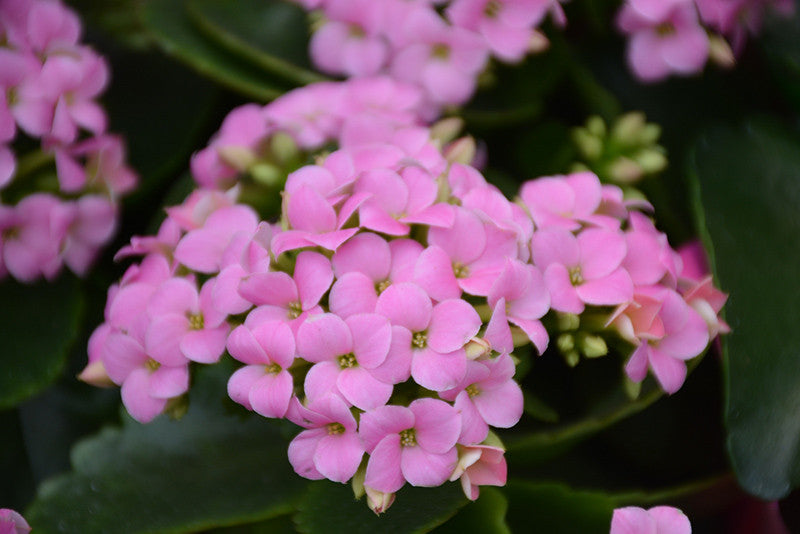 Pink Kalanchoe Calandiva