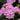 Pink Kalanchoe