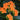 Orange Kalanchoe