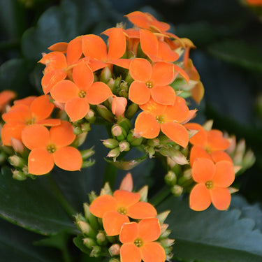 Kalanchoe Blossfeldiana - 4 inch